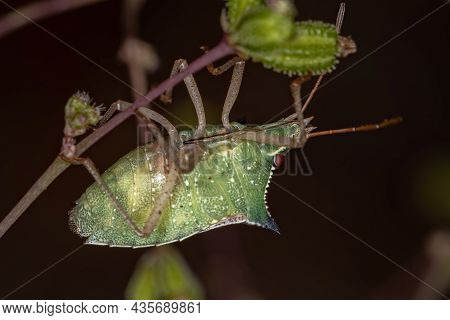 Adult Green Belly Bug Of The Species Diceraeus Melacanthus Coupling