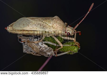 Adult Leaf-footed Bug Of The Species Catorhintha Guttula Newly Matured