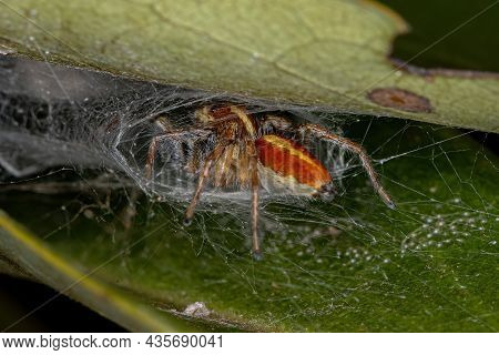 Small Jumping Spider Of The Genus Frigga