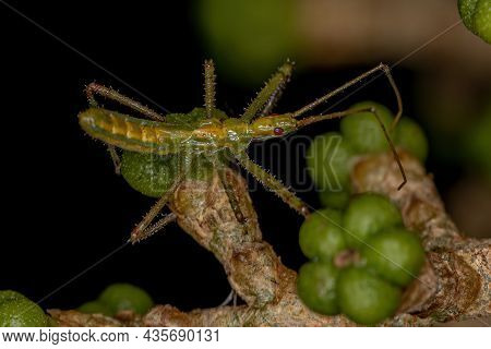 Assassin Bug Nymph Of The Tribe Harpactorini
