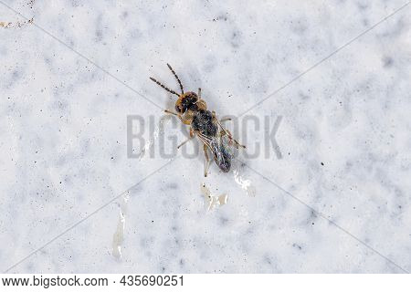 Small Adult Seed Chalcidoid Wasp Of The Family Eurytomidae