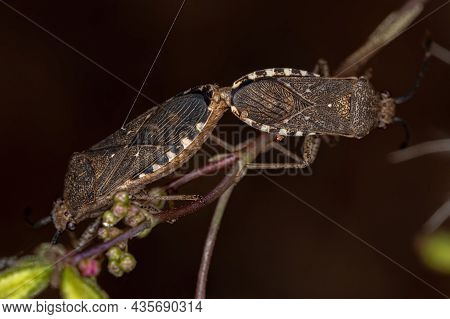 Adult Leaf-footed Bugs Of The Species Catorhintha Guttula Coupling