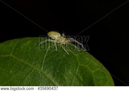 Small Green Ghost Spider Of The Family Anyphaenidae