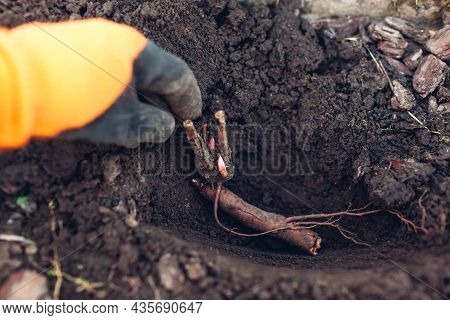 Gardener Planting Bare Rooted Peony Tubers In Soil In Autumn Garden. Fall Propagation Work. Placing 