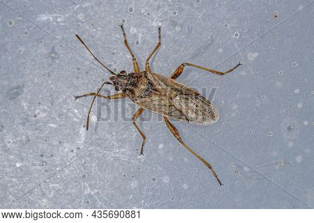 Adult Seed Bug Of The Family Lygaeidae