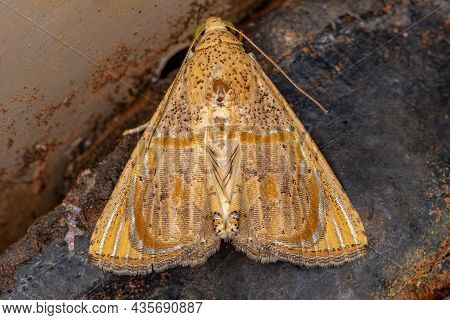 Adult Underwing Moth Of The Species Eulepidotis Bourgaulti