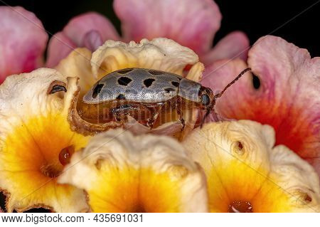 Adult Flea Beetle Of The Genus Alagoasa