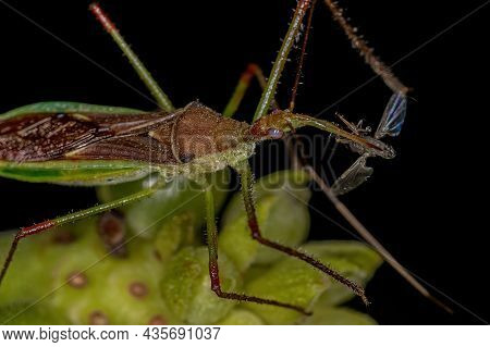 Adult Assassin Bug Of The Tribe Harpactorini Preying On A Fly