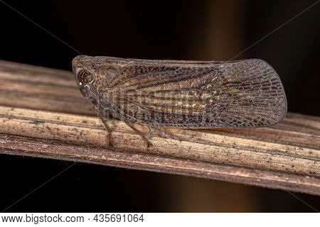 Adult Nogodinid Planthopper Insect Of The Subfamily Bladininae