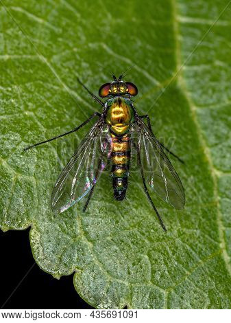 Adult Long-legged Fly Of The Family Dolichopodidae