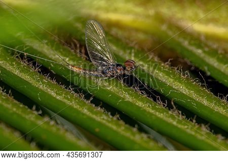 Adult Male Mayfly Of The Family Baetidae