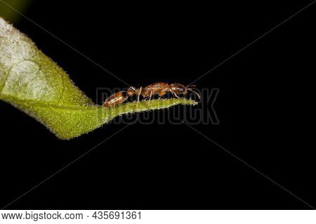 Adult Red Twig Ant