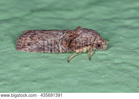 Adult Black-olive Caterpillar Moth