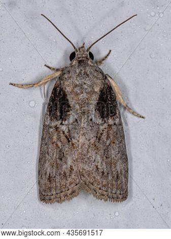 Adult Black-olive Caterpillar Moth Of The Species Garella Nilotica