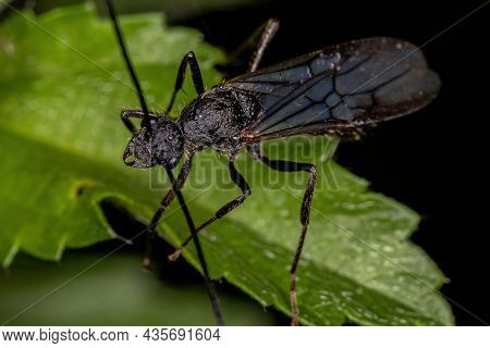 Adult Winged Male Ectatommine Ant Of The Genus Ectatomma