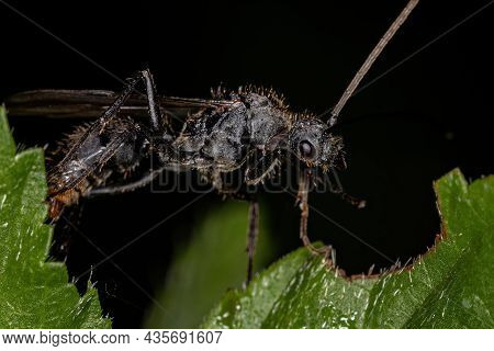 Adult Winged Male Ectatommine Ant Of The Genus Ectatomma