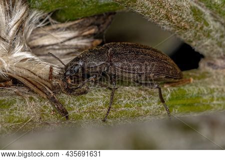 Adult Darkling Beetle