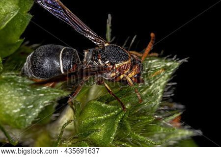 Adult Potter Wasp Of The Subfamily Eumeninae