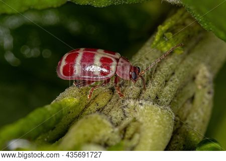 Adult Flea Beetle Of The Tribe Alticini