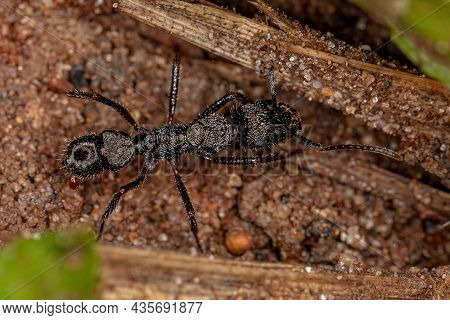 Adult Female Ectatommine Ant