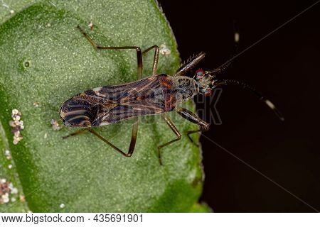 Dirt-colored Seed Bug Of The Subfamily Rhyparochrominae
