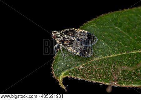 Adult Small Planthopper Of The Family Cixiidae