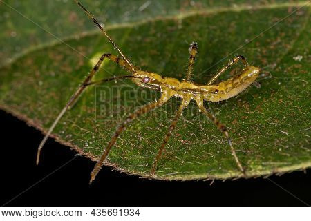 Assassin Bug Nymph