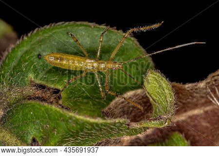 Assassin Bug Nymph