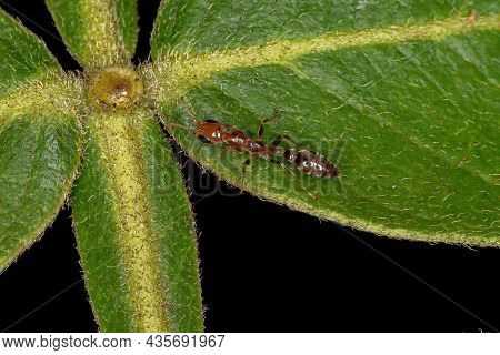 Adult Female Twig Ant Of The Genus Pseudomyrmex