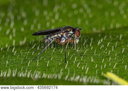 Adult Long-legged Fly Of The Family Dolichopodidae