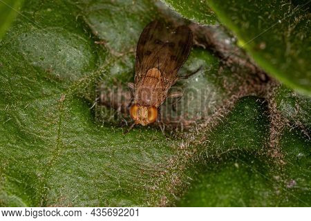 Adult Acalyptrate Fly Of The Zoosubsection Acalyptratae