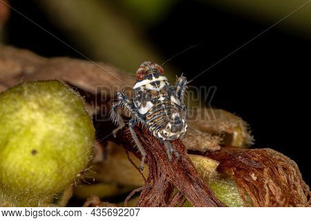 Typical Leafhopper Nymph Of The Family Cicadellidae