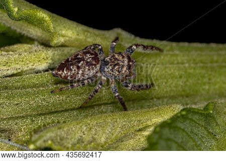 Small Jumping Spider Of The Subtribe Dendryphantina