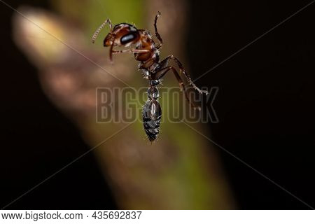 Adult Female Twig Ant