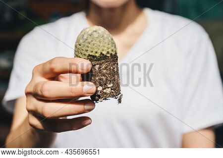 Woman Holding A Mammillaria Plumosa Cactus After Trying To Repotting A Cactus. Cactus Don't Need Rep