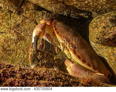 A Closeup Picture Of A Cancer Pagurus, Also Known As Edible Crab Or Brown Crab. Picture From The Wea
