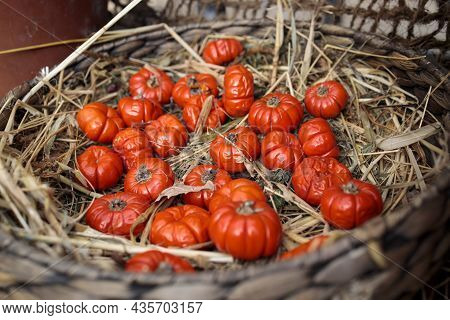 Solanum Aethiopicum In A Wicker Basket Decorate The Windowsill