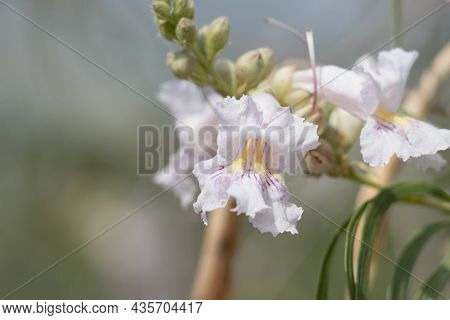 White Raceme Inflorescence Of Desert Willow, Chilopsis Linearis, Boraginaceae, Native In Big Morongo