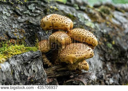 Pholiota Aurivella. Golden-colored Mushrooms Grow On A Tree.