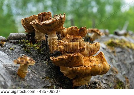 Old Pholiota Aurivella. Golden-colored Mushrooms Grow On A Tree.