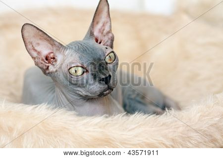Sphynx แมว