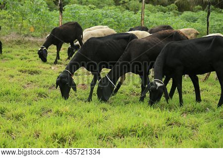 Sheep Breeding In Bahia