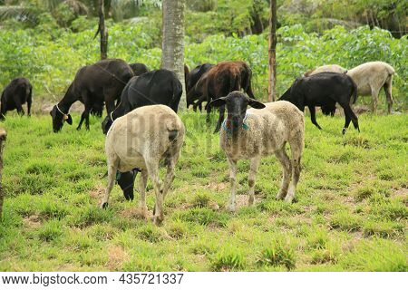 Sheep Breeding In Bahia