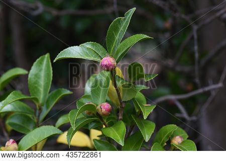 Sasanqua Flower Bud. Theaceae Evergreen Tree. The Flowering Season Is From Late Autumn To Early Wint