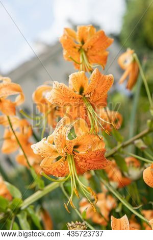 Tiger Lily (lilium Henryi) Flowers