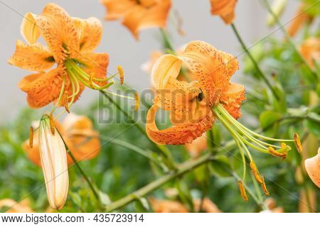 Tiger Lily (lilium Henryi) Flowers