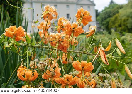 Tiger Lily (lilium Henryi) Flowers