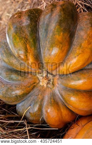 Bright Whole Pumpkin Dark Orange Ribbed Close-up Farmer Harvest Design Base
