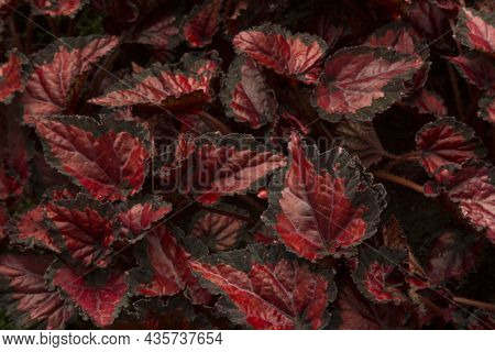 Begonia Rex-hybrid, Begonia Rex Cultorum In The Botanical Garden.