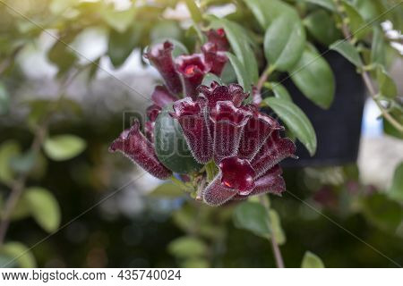 Red Flower Of Lipstick Vine Or Aeschynanthus Radicans Jack Bloom Hanging With Sunlight In The Garden